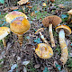 Cortinarius trivialis