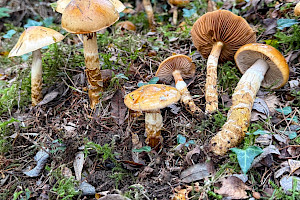 Girdled Webcap: Cortinarius trivialis