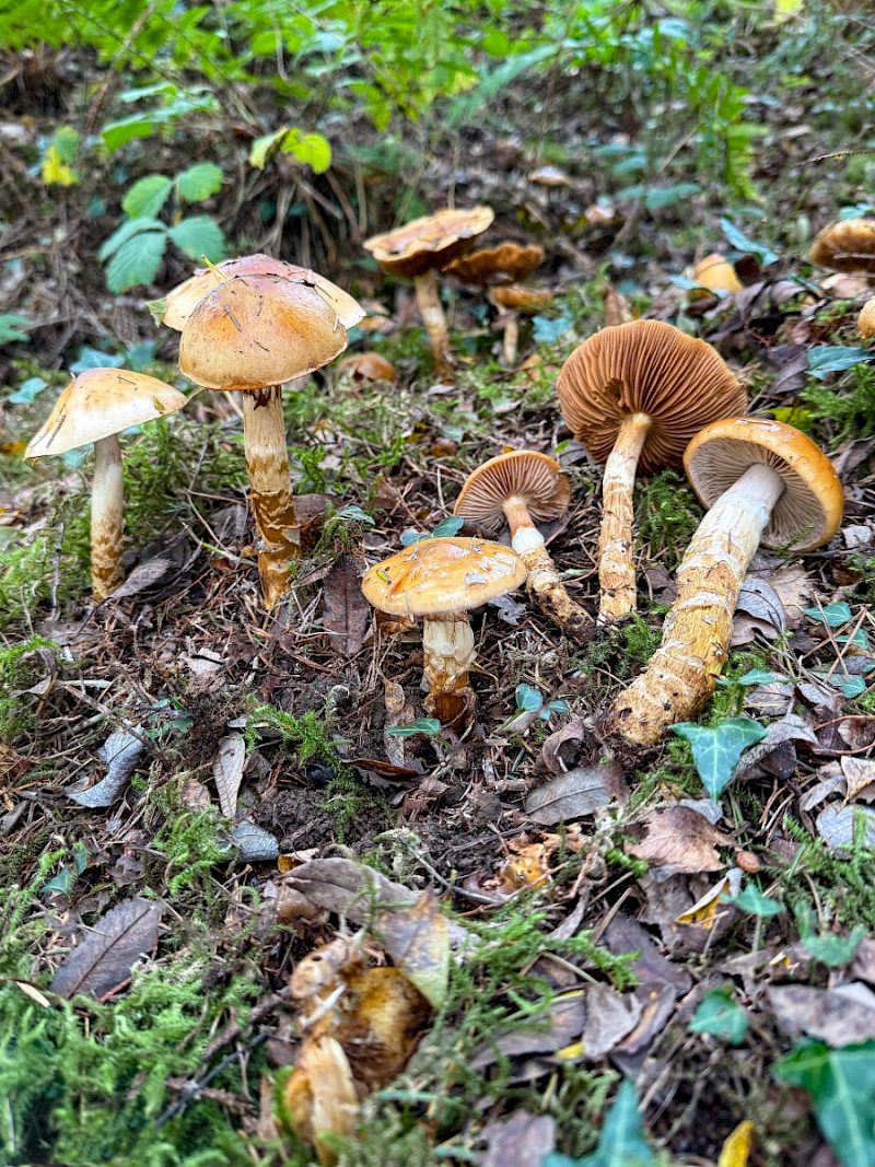 Cortinarius trivialis - &copy; Charles Hipkin