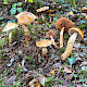 Cortinarius trivialis