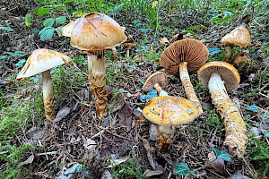 Girdled Webcap: Cortinarius trivialis