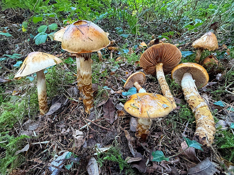 Cortinarius trivialis - &copy; Charles Hipkin