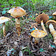 Cortinarius trivialis