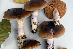 : Cortinarius mucifluoides