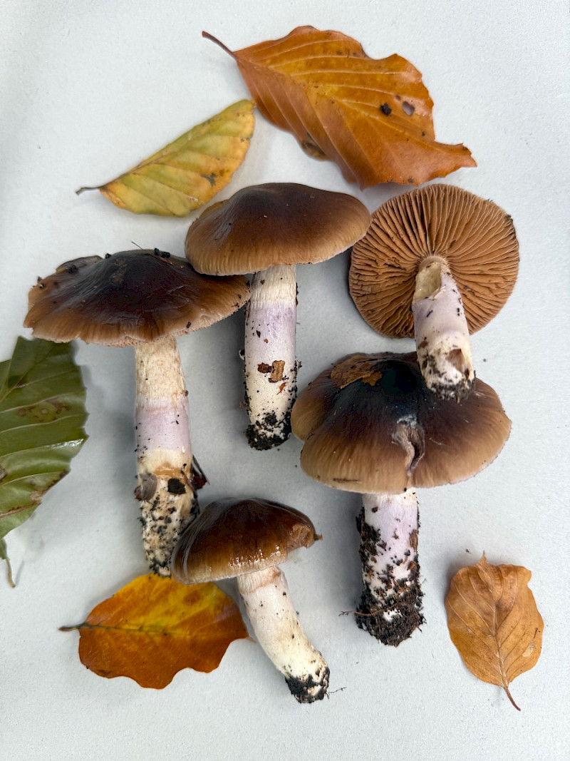 Cortinarius mucifluoides - &copy; Charles Hipkin