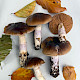Cortinarius mucifluoides