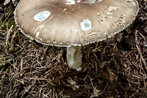 Amanita porphyria Grey Veiled Amanita