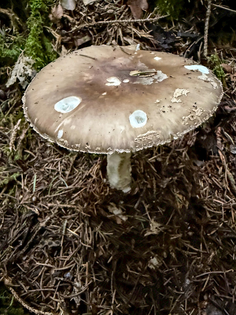 Amanita porphyria - &copy; Charles Hipkin