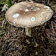 Amanita porphyria