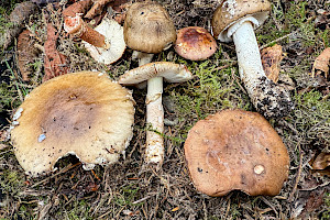 Grey Veiled Amanita: Amanita porphyria