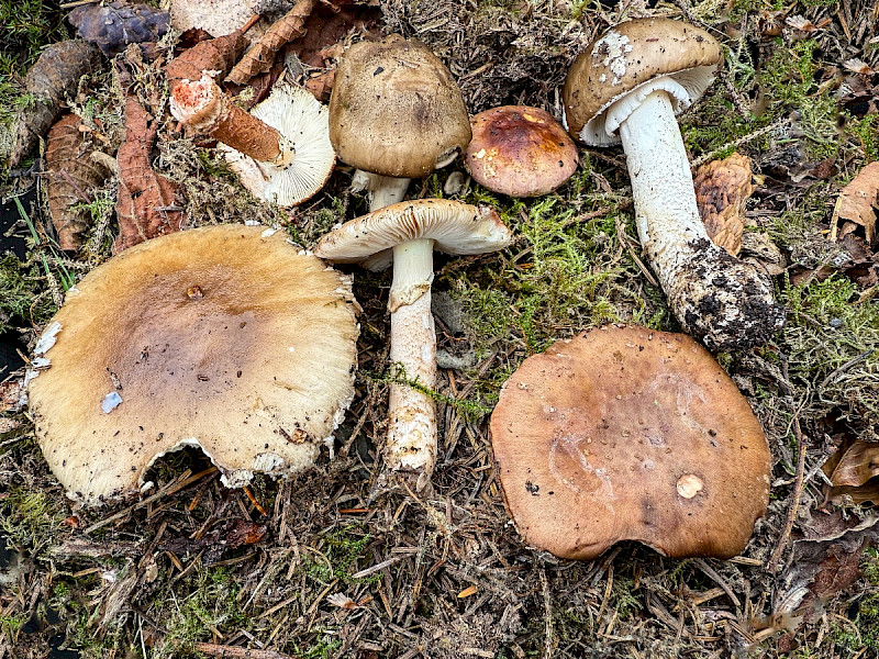 Amanita porphyria - &copy; Charles Hipkin