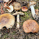 Amanita porphyria