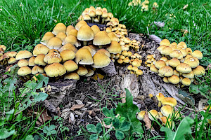 Hypholoma fasciculare 