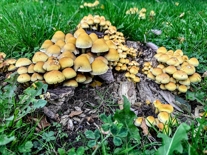 Hypholoma fasciculare - &copy; Charles Hipkin
