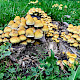 Hypholoma fasciculare