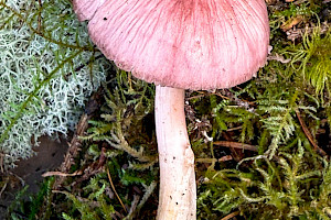 Mycena rosea 