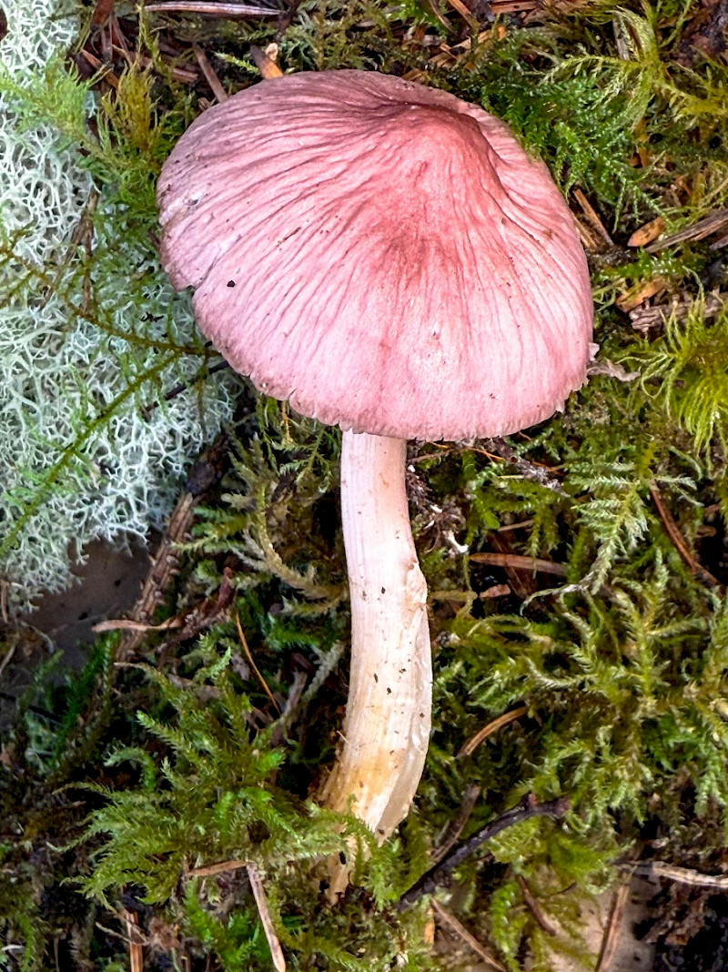 Mycena rosea - &copy; Charles Hipkin