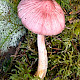 Mycena rosea