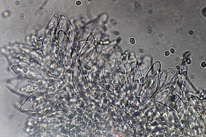 : Mycena rosea