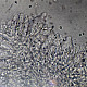 Mycena rosea