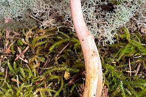 : Mycena rosea