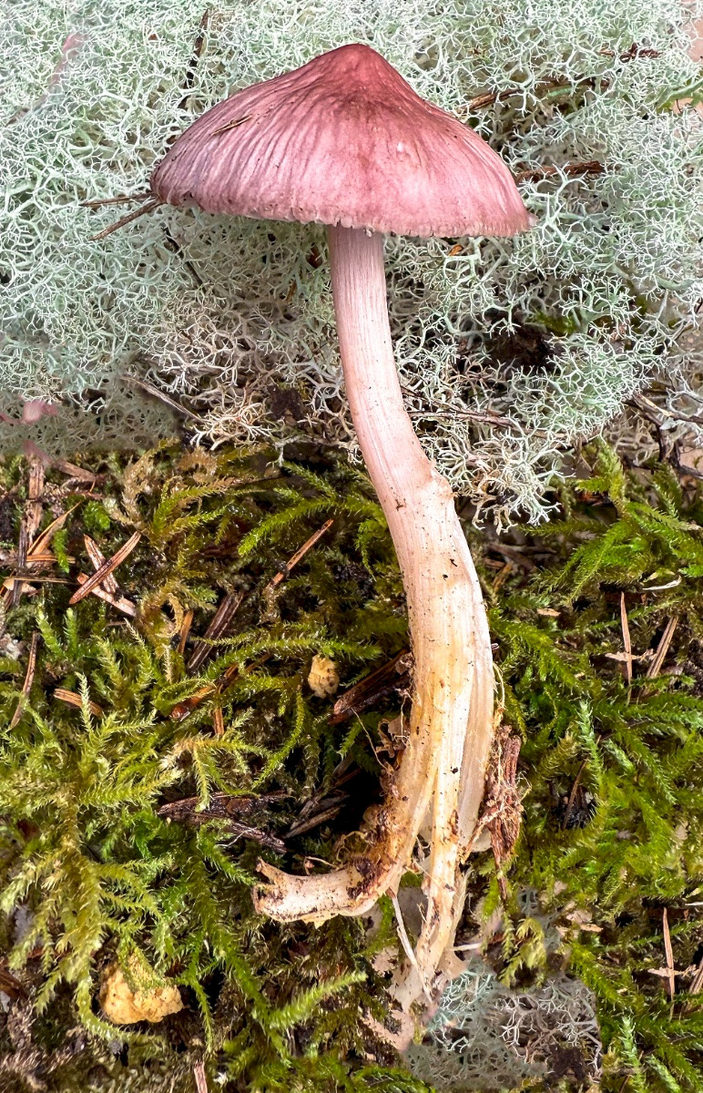 Mycena rosea - &copy; Charles Hipkin
