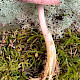 Mycena rosea