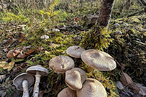 Girdled Knight: Tricholoma cingulatum