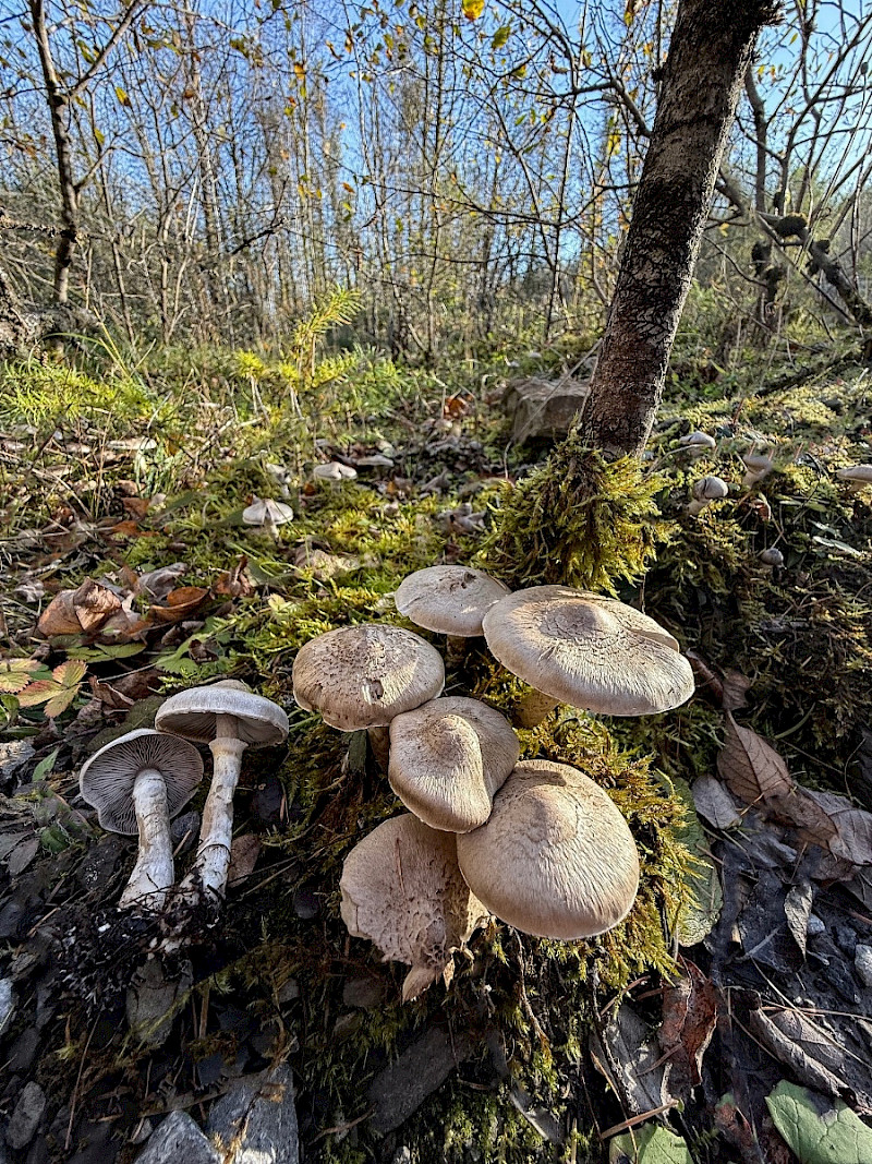 Tricholoma cingulatum - &copy; Charles Hipkin