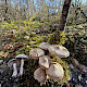 Tricholoma cingulatum