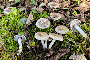 Girdled Knight: Tricholoma cingulatum