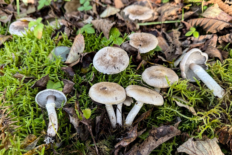 Tricholoma cingulatum - &copy; Charles Hipkin
