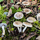 Tricholoma cingulatum