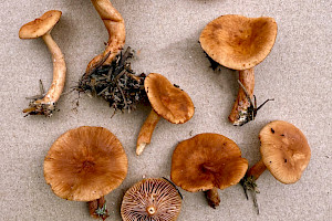 Lactarius subdulcis Mild Milkcap