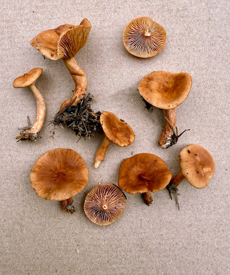 Lactarius subdulcis - &copy; Charles Hipkin