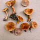Lactarius subdulcis