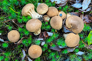 : Lycoperdon umbrinum