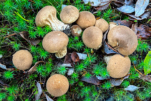 Lycoperdon umbrinum Umber-brown Puffball