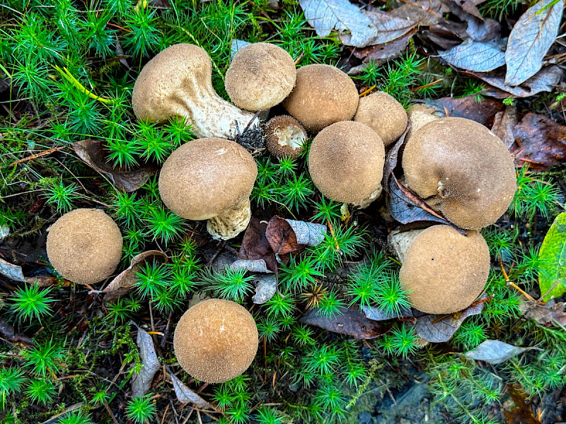 Lycoperdon umbrinum
