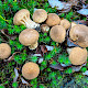 Lycoperdon umbrinum