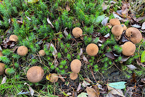 Umber-brown Puffball: Lycoperdon umbrinum