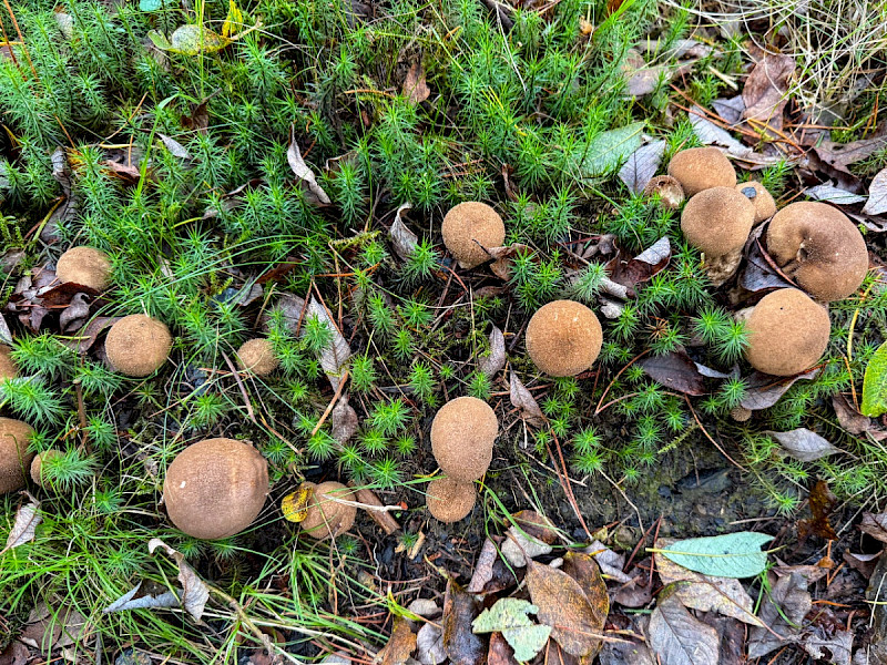 Lycoperdon umbrinum - &copy; Charles Hipkin