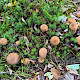 Lycoperdon umbrinum