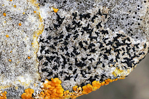 Arthonia calcarea 