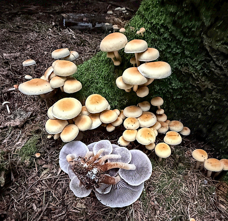Hypholoma capnoides - &copy; Charles Hipkin