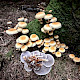 Hypholoma capnoides