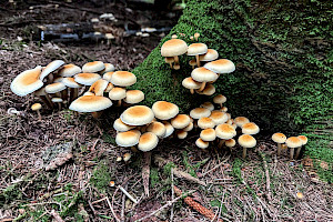 Conifer Tuft: Hypholoma capnoides