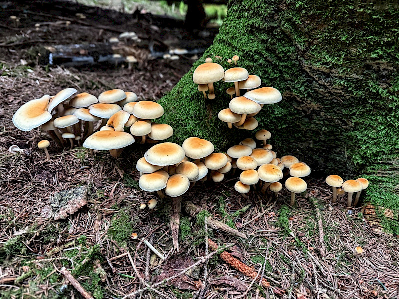 Hypholoma capnoides - &copy; Charles Hipkin