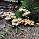 Hypholoma capnoides