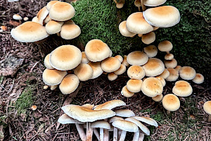 Conifer Tuft: Hypholoma capnoides